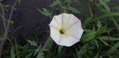 Datura ceratocaula