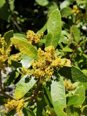 Quercus vacciniifolia
