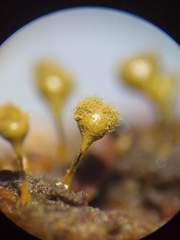 Trichia crateriformis