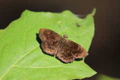 Carcharodini