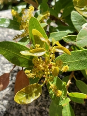 Quercus vacciniifolia