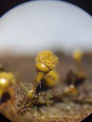 Trichia crateriformis