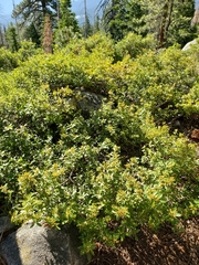 Quercus vacciniifolia