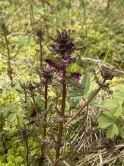 Pedicularis parviflora