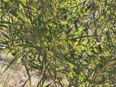 Acacia longissima