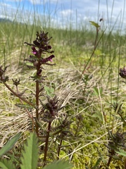 Pedicularis parviflora