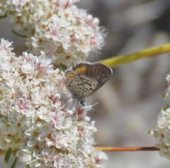 Euphilotes battoides