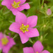 Meadow Pink - Photo (c) Joelle Belmonte, some rights reserved (CC BY-NC), uploaded by Joelle Belmonte