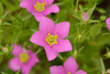 Meadow Pink - Photo (c) Joelle Belmonte, some rights reserved (CC BY-NC), uploaded by Joelle Belmonte