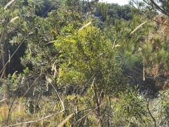 Acacia longissima