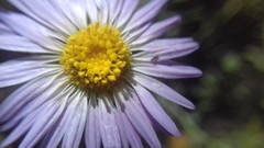 Leucosyris coulteri