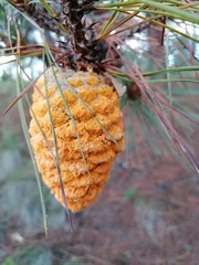 Cronartium conigenum