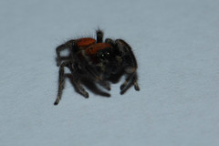 Phidippus pius