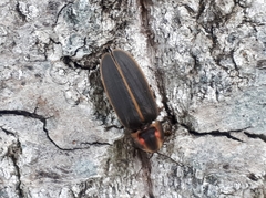 Pyractomena borealis