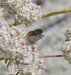 Euphilotes battoides