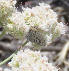 Euphilotes battoides