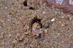 Scopimera intermedia