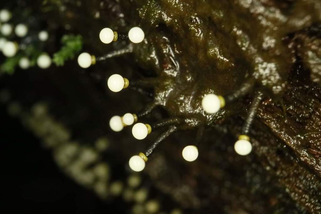 Elaeomyxa cerifera