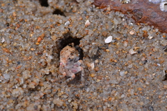 Scopimera intermedia