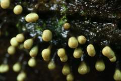 Elaeomyxa cerifera