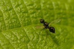 Dicranosepsis