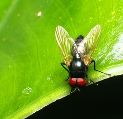Hydrotaea chalcogaster