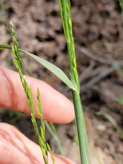 Poa bolanderi