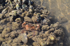 Charybdis hellerii
