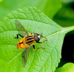Mesembrius bengalensis