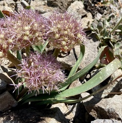 Allium platycaule