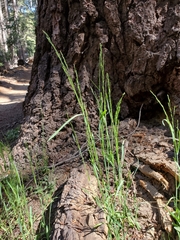Poa bolanderi
