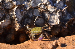 Metopograpsus frontalis