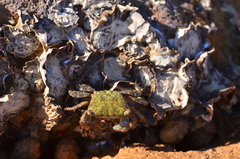 Metopograpsus frontalis