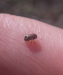 Pachybrachis hepaticus