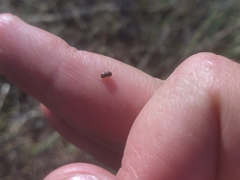 Pachybrachis hepaticus