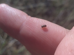 Pachybrachis hepaticus