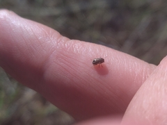 Pachybrachis hepaticus