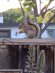 Sciurus carolinensis