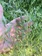 Bromus kalmii