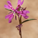 Clarkia xantiana - Photo (c) Jacob Smith, μερικά δικαιώματα διατηρούνται (CC BY-NC-ND), uploaded by Jacob Smith