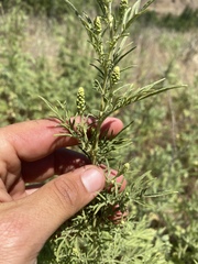 Ambrosia confertiflora
