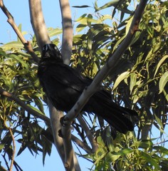 Corvus orru