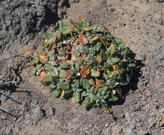 Eriogonum grande rubescens