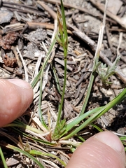 Carex rossii