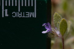 Trichostema oblongum