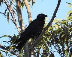 Corvus orru