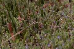 Trichostema oblongum