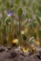 Trichostema oblongum