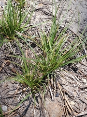 Carex rossii