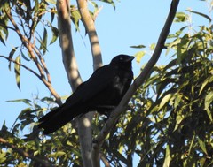 Corvus orru